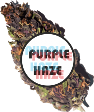 Purple Haze