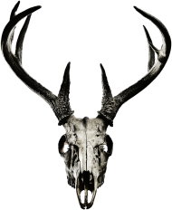 T-shirt - deer skull vol. 4