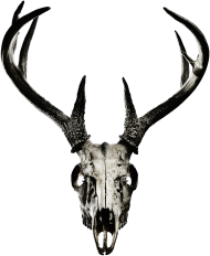Poster - deer skull vol. 2