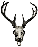 Baseball cap - deer skull