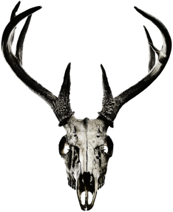 Cup - deer skull vol. 1