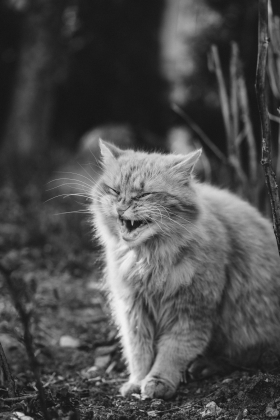 Strong cat