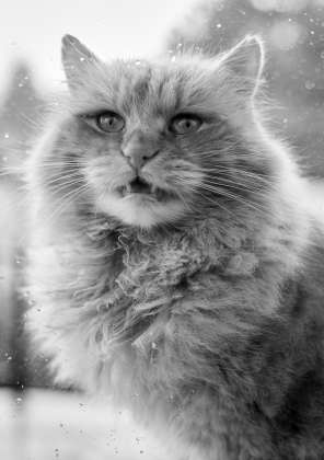 Power cat