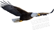 Watch birds2