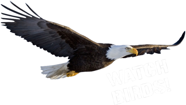 Watch birds2