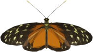 QTshop - MOTYL butterfly męska dwukolorowa wszystkie kolory