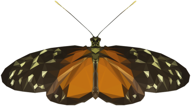 QTshop - MOTYL butterfly damska wszystkie kolory