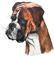 Boxer