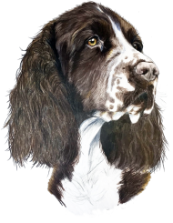Springer spaniel