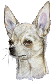 Chihuahua
