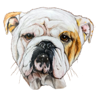 Bulldog