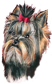 York shire terrier