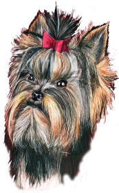 York shire terrier