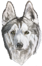 Syberian Husky