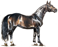 koń hanowerski