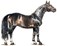 koń hanowerski