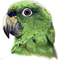 Green parot papuga