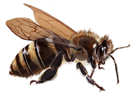 Pszczoła bee
