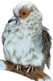 Gołąb dove