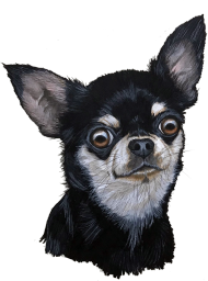 czarny chihuahua