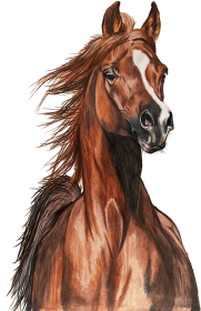 Koń arabski portret