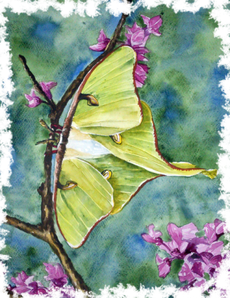 motyl nocny księżycowy