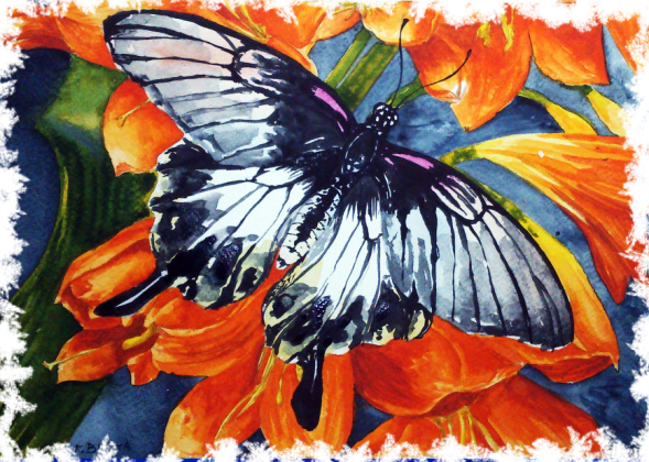 motyl w kwiatach