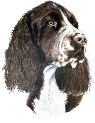 Springer spaniel