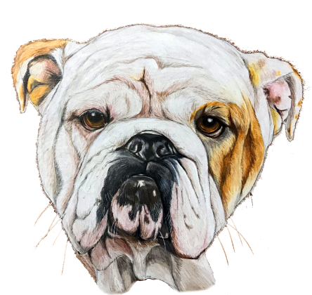 Bulldog