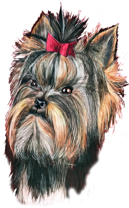 York shire terrier