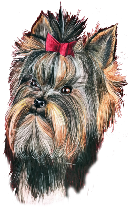 York shire terrier