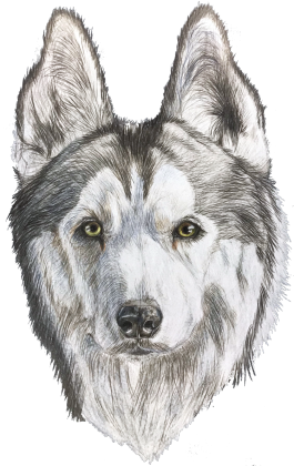 Syberian Husky