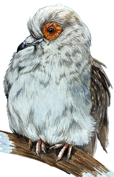 Gołąb dove