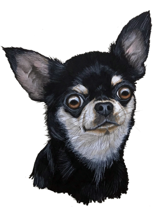 czarny chihuahua