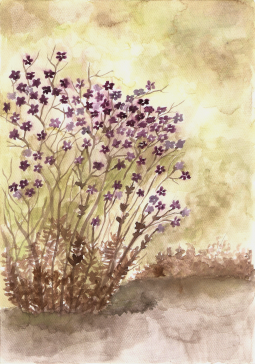 KWIATY - Primrose&Pansy, farby wodne