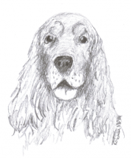 pies, spaniel