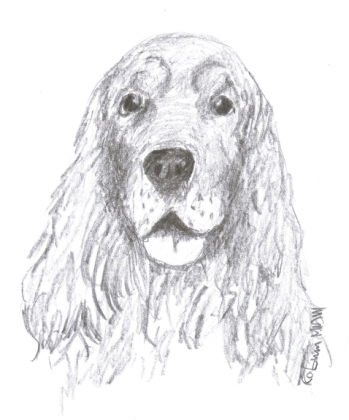 pies, spaniel