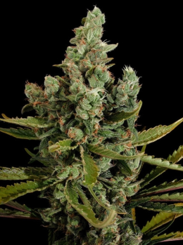 Koszulka marihuana
