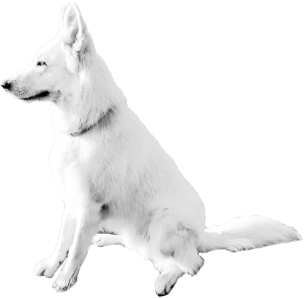 Daron White Dog