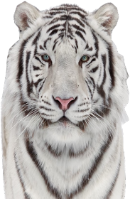 Kubek Biały Tygrys
