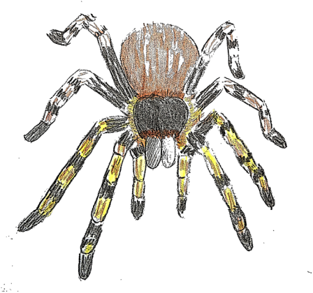 TARANTULA PTASZNIK