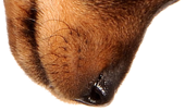 Pies kubek (Jamnik - szczeniak)
