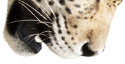 Gepard kubek