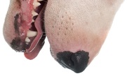 Pies kubek (Bull Terrier)