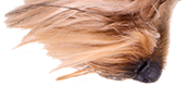 Pies kubek (Yorkshire Terrier)