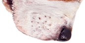 Pies kubek (Beagle)