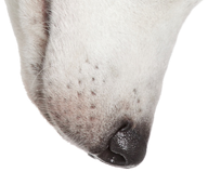 Pies kubek (Husky)