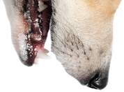 Pies kubek (Corgi)