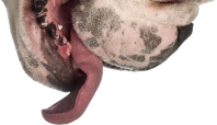 Pies kubek (Bulldog)