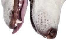 Pies kubek (Husky)